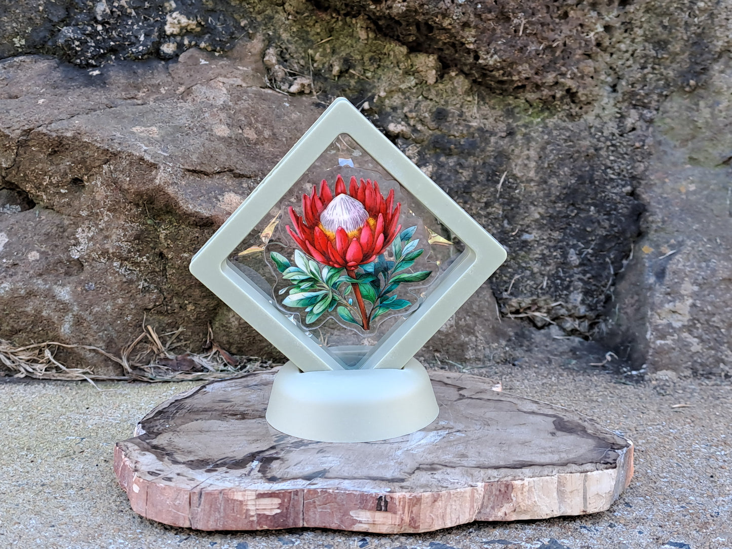 Protea Pin In Display Case