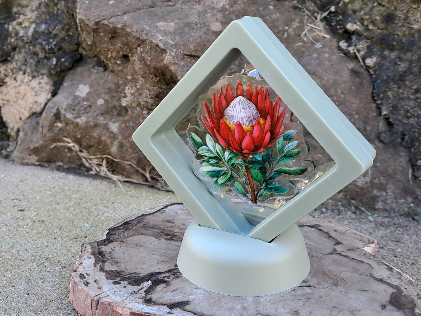 Protea Pin In Display Case